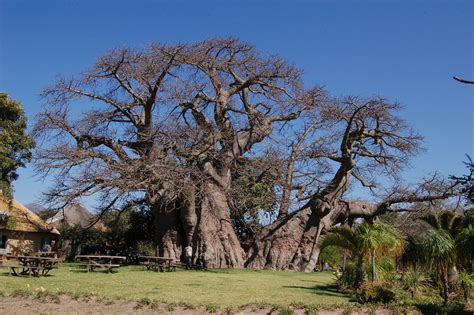 Giant Baobab Tree 6000 Years Old This Boabab Tree Has Be Flickr
