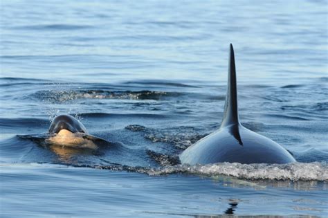 Orca Our Endangered Killer Whales Georgia Strait Alliancegeorgia