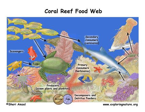 Coral Reef Food Web Exploring Nature Educational Resource Coral