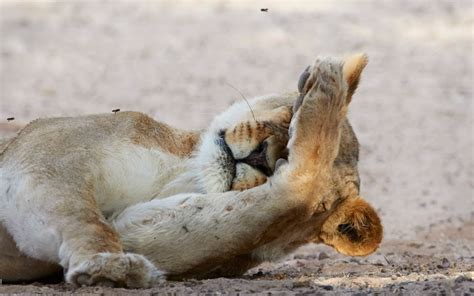 Swarm Of Bees Attacks Snoozing Lions In Kalahari Desert In Pictures