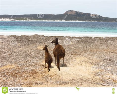 Mother And Baby Kangaroo Stock Image Image Of Blue Beach 73847317