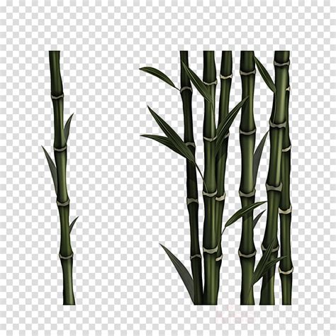 Bamboo clipart bamboo branch, Bamboo bamboo branch Transparent FREE for download on ...