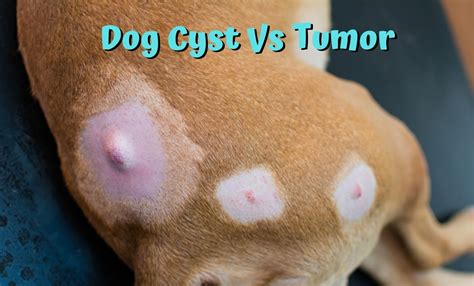 Dog Cyst Vs Tumor Know All About Dog Health Dogs Care Tips
