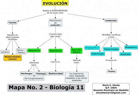 Evolucion Biologica Mapa Conceptual Sima The Best Porn Website