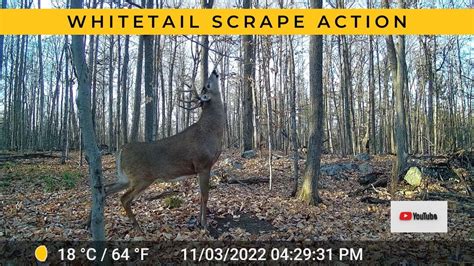 11 Point Buck Daytime Scrape Action Trail Cam Video Youtube