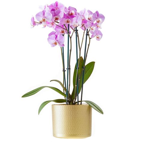 Purple Phalaenopsis Orchid With Pot Delivery In The Hague And