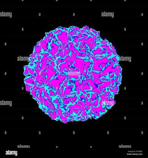 Human Rhinovirus Fotografías E Imágenes De Alta Resolución Alamy