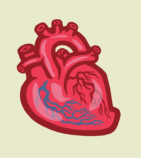 Human Heart Drawing By Csa Images Fine Art America