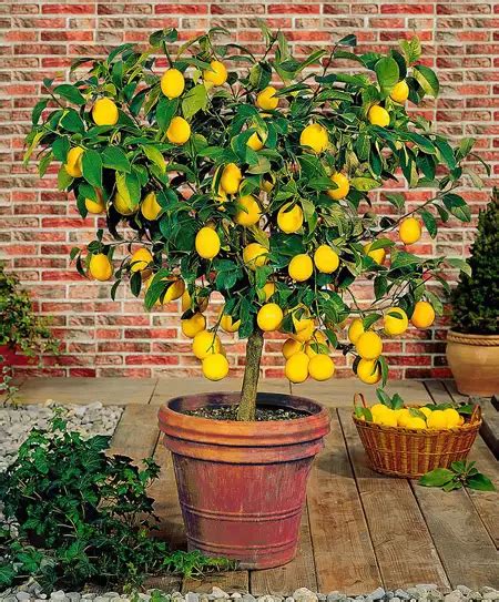 Za Grow A Potted Lemon Tree Za