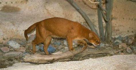 Photos Of Wild Cat Jaguarundi Barnorama