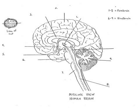Ap Psychology Parts Of The Brain