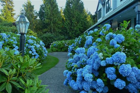 A Blue Garden Traditional Landscape Vancouver Houzz