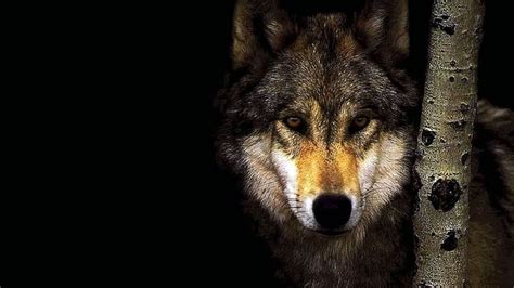 High Resolution Wallpapers Of Wolf Wolf Background Images