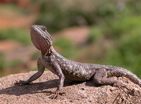 Bone Chilling Facts About The Agama Lizard Animal Sake