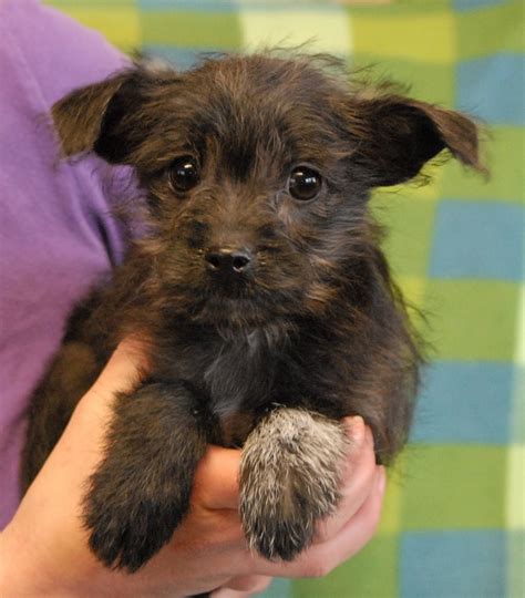 The Beloved Baby Puppies Debut For Adoption Today