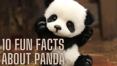 10 Fun Facts About Panda Youtube