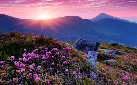 Kwiaty Słońca Promienie Góry Na Pulpit