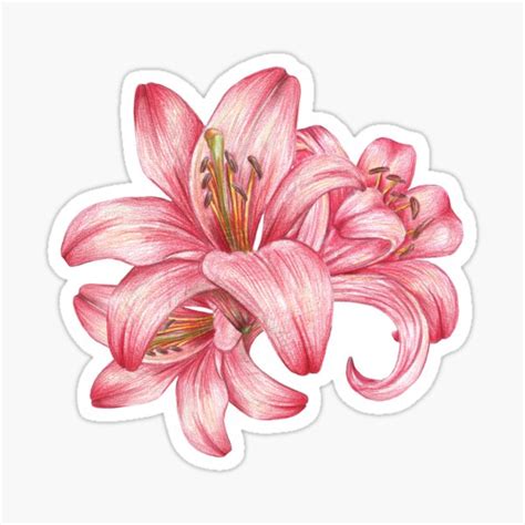 Lily Flowers3 Sticker For Sale By Lisenok Redbubble