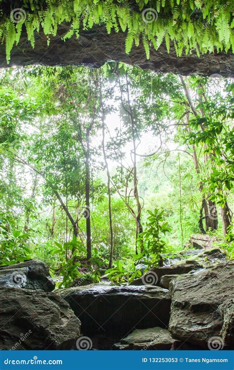 Mystery Cave In Tropical Forest Lush Fern Moss And Lichen On T Stock