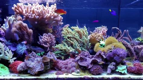 Mikec Soft Coral Reef Tank Youtube