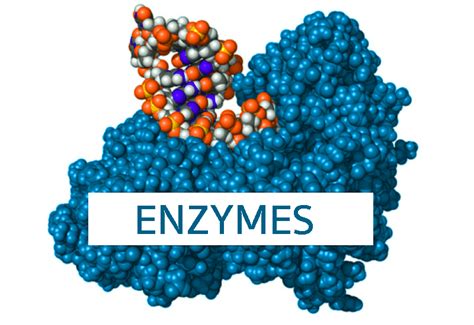 How Dietary Enzymes Function Basics You Need To Know