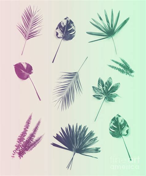 Duotone Background Of Tropical Plants And Leaves Photograph By Michal