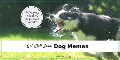 Memes To Make You Smile When You Are Sick As A Dog Friday Frivolity