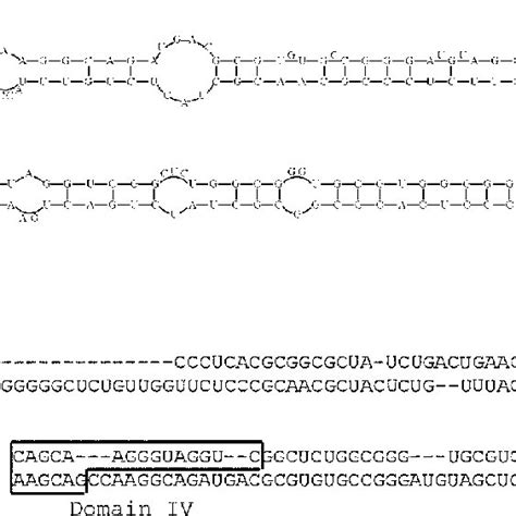 Secondary Structure Of The Scrna Sequences Of The E Coli Srp Rna And