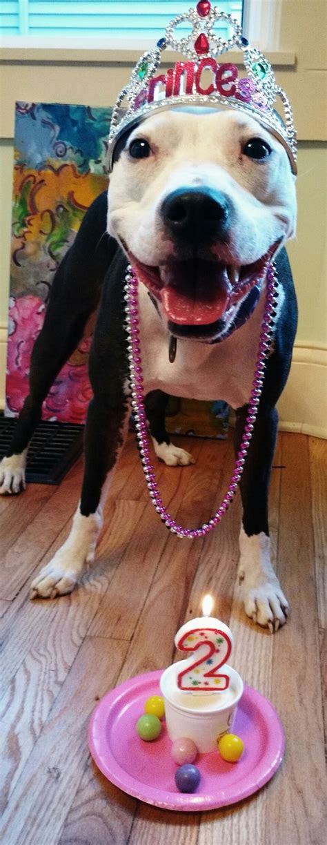 Pit bulls are healthy, unpretentious and versatile dogs. Pitbull Birthday Party! | Pitbulls, Birthday, Birthday parties