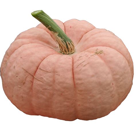 Pink Pumpkins | Produce Market Guide