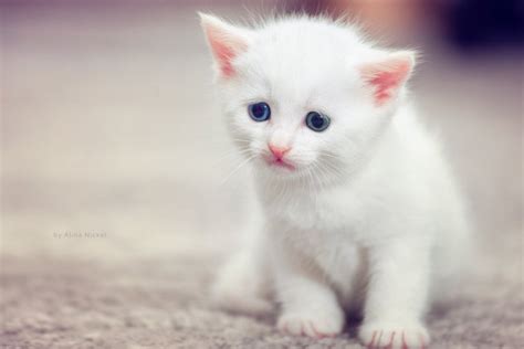 Cute Cats Hd Wallpapers