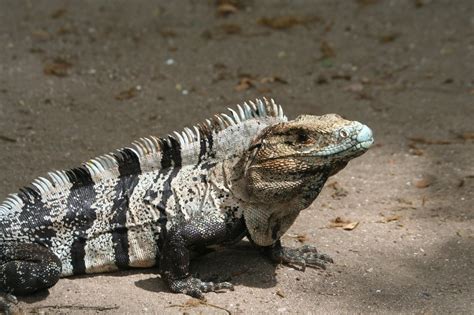 Reptiles Of Costa Rica