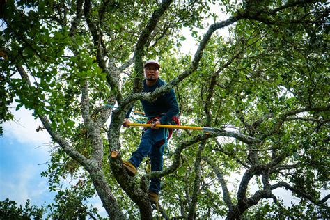 Tree Trimming Services In Austin Texas Aj Tree Services Austin
