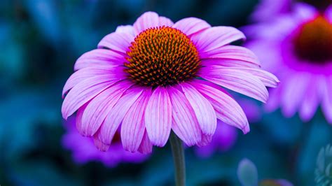 Buongiorno sfondi di fiori fiori colorati 4k ottieni il download gratuito di migliaia di sfondi floreali hd più popolari! Sfondi Con Fiori (45+ immagini)