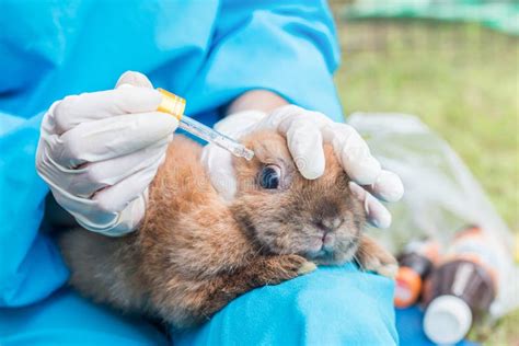 Rabbit And Veterinarian Doctor At Work In Vet Clini Stock Photo Image