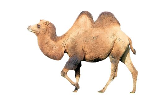 Camel Walking Png Png Play