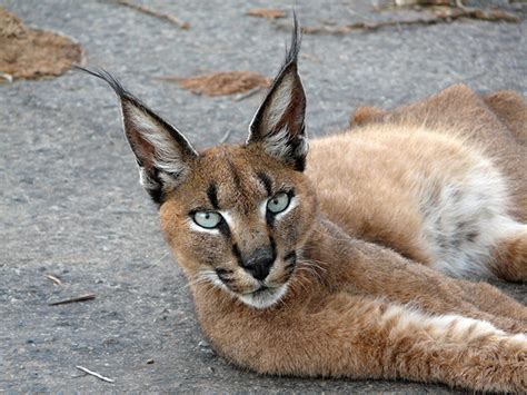 Wild Cats The Caracal