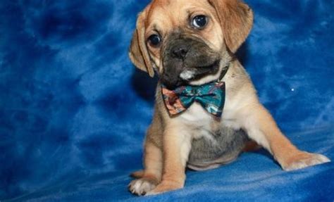 Puggle Puppy For Sale Adoption Rescue For Sale In Hawarden Iowa