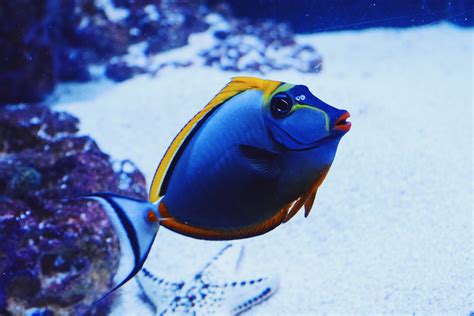 Free Images Underwater Blue Fish Reef Close Up Macro Photography