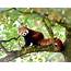 Genetic Study Shows The Red Panda Is Actually Two Separate Species 