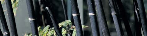 How to control the spread of bamboo in your yard? Bamboo | Weed Control | Thompson & Morgan