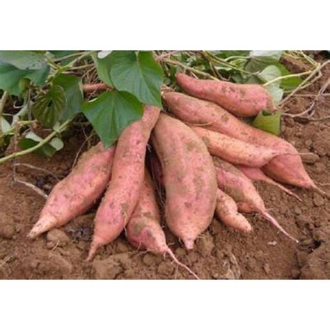 Pcs Bag Sweet Potato Seeds Bonsai Plant For Home Garden