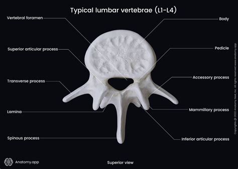Lumbar Vertebrae Encyclopedia Anatomyapp Learn Anatomy 3d