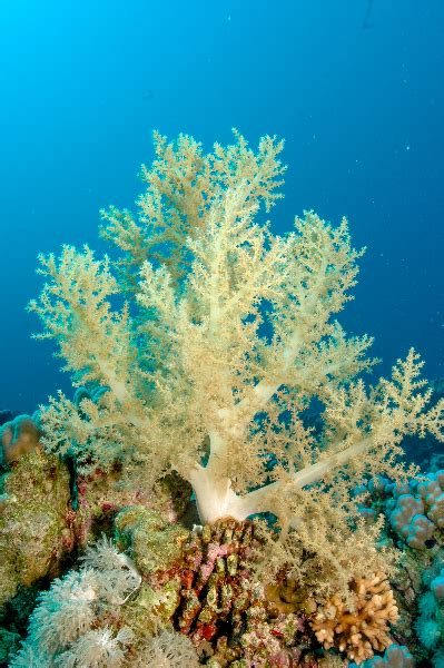 Coral Living Oceans Foundationliving Oceans Foundation