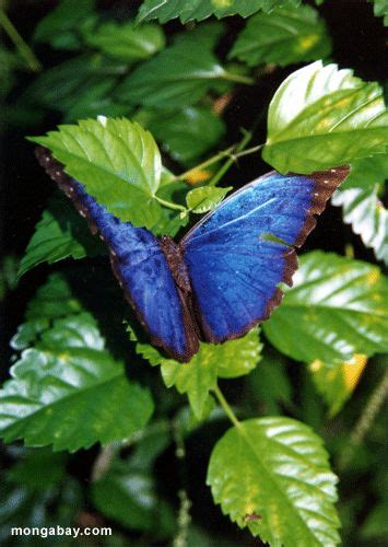 Blue Morpho Buttferly In The Amazon Rainforest Animals