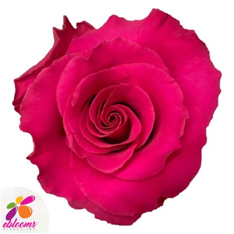 Janeiro Rose Variety Hot Pink Roses Near Me Ebloomsdirect Eblooms