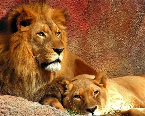 Beautiful Lion Couple Feline Mane Lion Wild Hd Wallpaper Peakpx