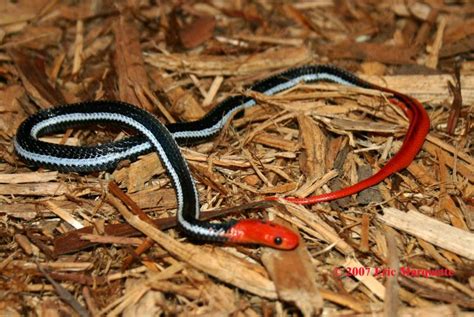 A Black And White Snake Laying On Top Of Wood Chips Next To A Red Handle