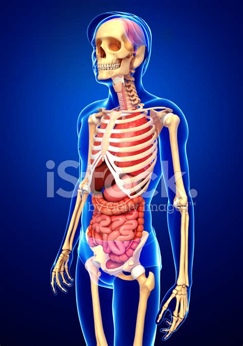 Male Skeleton And Digestive System Stock Photo Royalty Free Freeimages