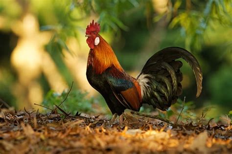 The Complete History Of Chickens From Jungles To Backyards Chickens